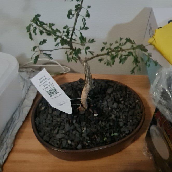 Photo of the plant species Black Monkey-Thorn by @PivotalFreesia named Bebs on Greg, the plant care app