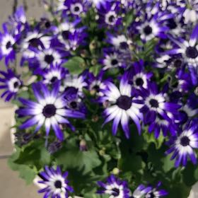 Photo of the plant species Cineraria by @LovingFallugia named Messi on Greg, the plant care app