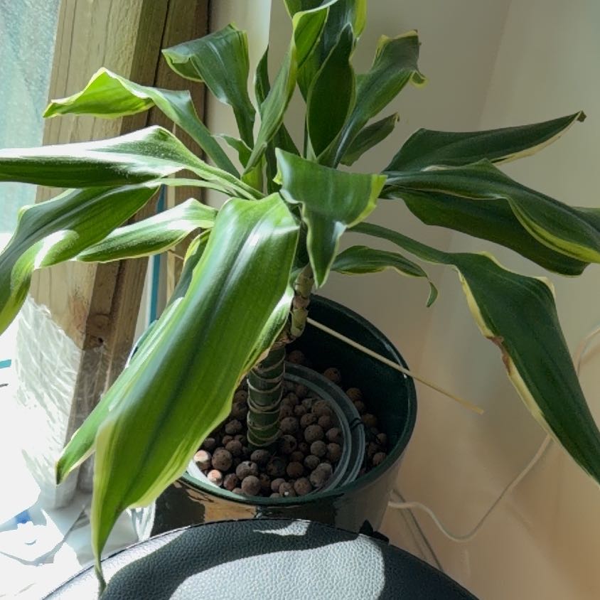 Photo of the plant species dragon tree golden coast by @NewGerbera7 named Osmo on Greg, the plant care app