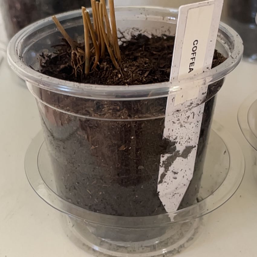 Photo of the plant species Coffea semsei by @MightilyAlbo86 named Drake on Greg, the plant care app