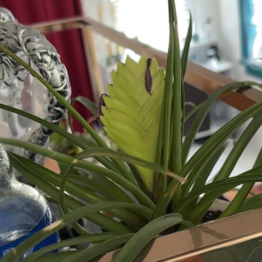 Photo of the plant species Pink Quill by @StephMP named Sproutacus on Greg, the plant care app