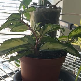 Photo of the plant species Hoya Rubra by @jaybrazzy named Sir Plancelot on Greg, the plant care app