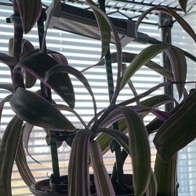 Photo of the plant species Moses In A Boat Tricolor by @jaybrazzy named Mando on Greg, the plant care app