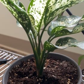 Photo of the plant species Aglaonema 'Snow White' by @jaybrazzy named Winston on Greg, the plant care app