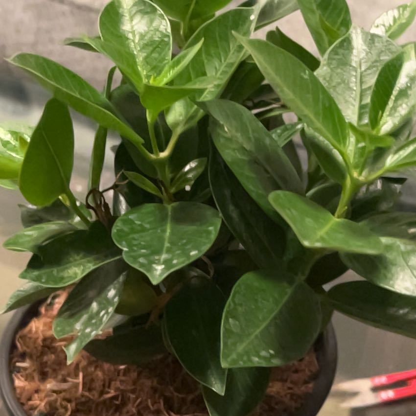 Photo of the plant species Dipladenia by @jaybrazzy named Wall-E on Greg, the plant care app