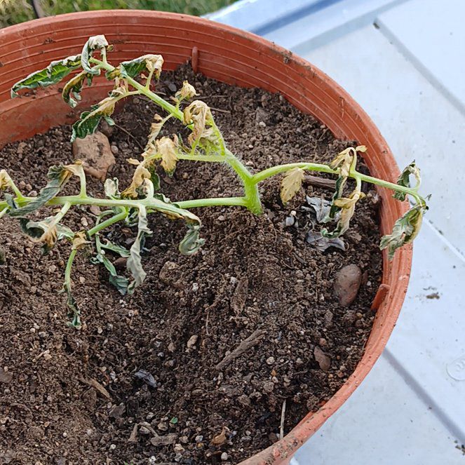 Photo of the plant species Tomatoes by @YeveArizonahops named Fernie Mercury on Greg, the plant care app