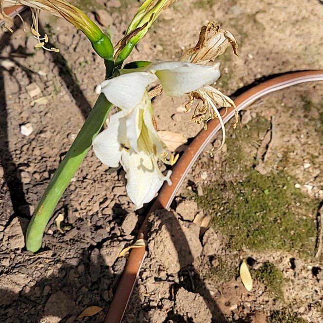 Photo of the plant species Spring Snowflake by @PluckyRedpalulu named Taylor Swift on Greg, the plant care app