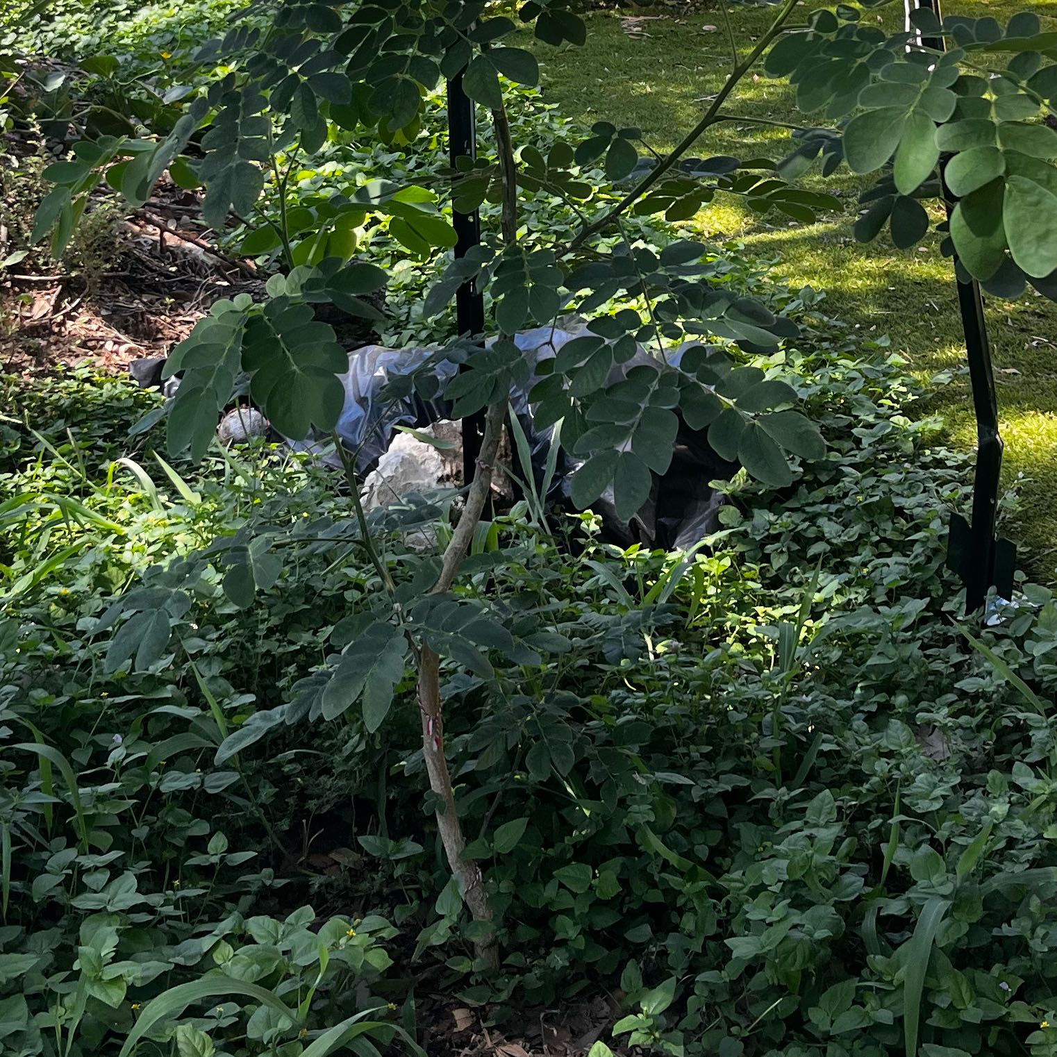 Photo of the plant species Monkeypod Tree by @SirOmnom91 named Aria on Greg, the plant care app