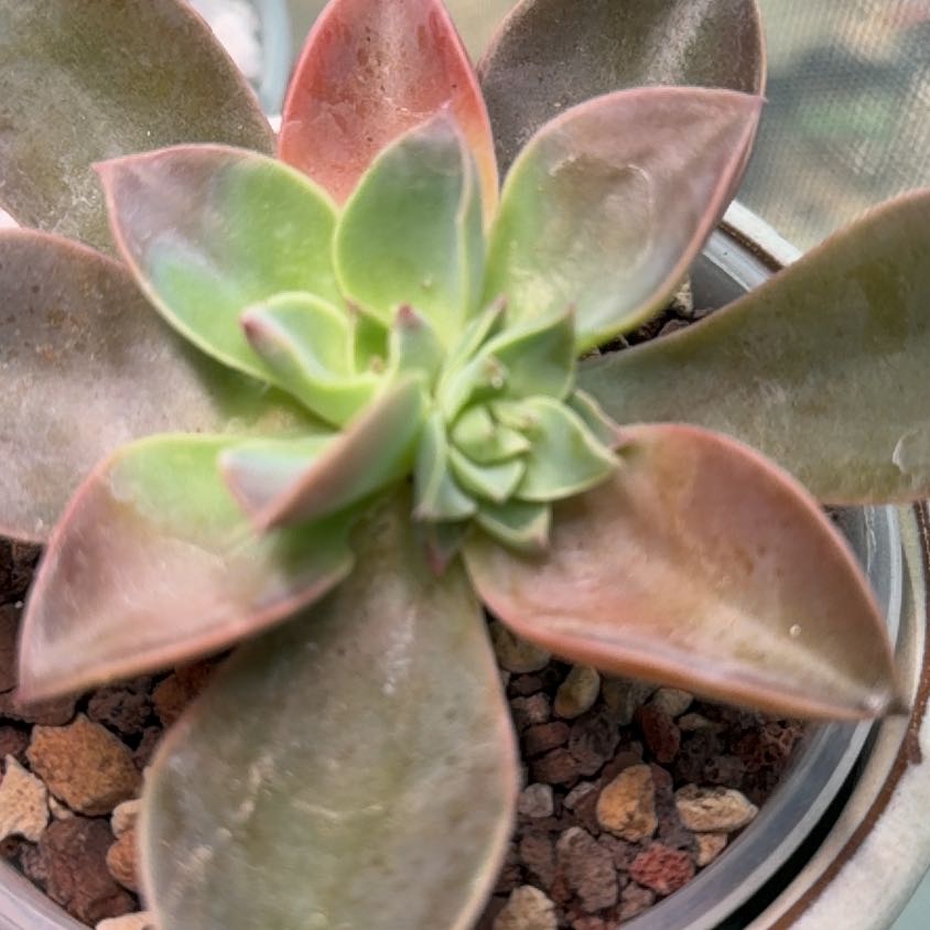 Photo of the plant species Graptoveria 'Jules' by @StoutRedsky4 named Nithin on Greg, the plant care app