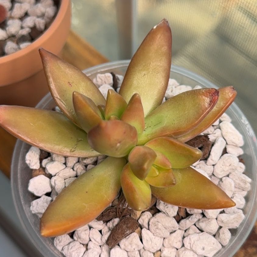 Photo of the plant species Sedum adolphi 'Sunset' by @StoutRedsky4 named da Vinci on Greg, the plant care app