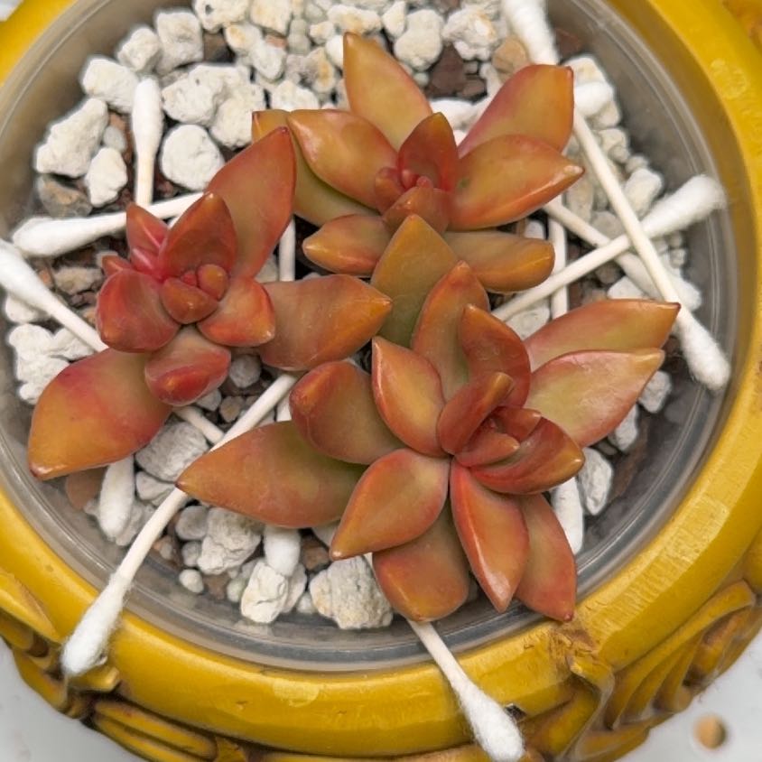 Photo of the plant species Sedum adolphi 'Sunset' by @StoutRedsky4 named Drake on Greg, the plant care app