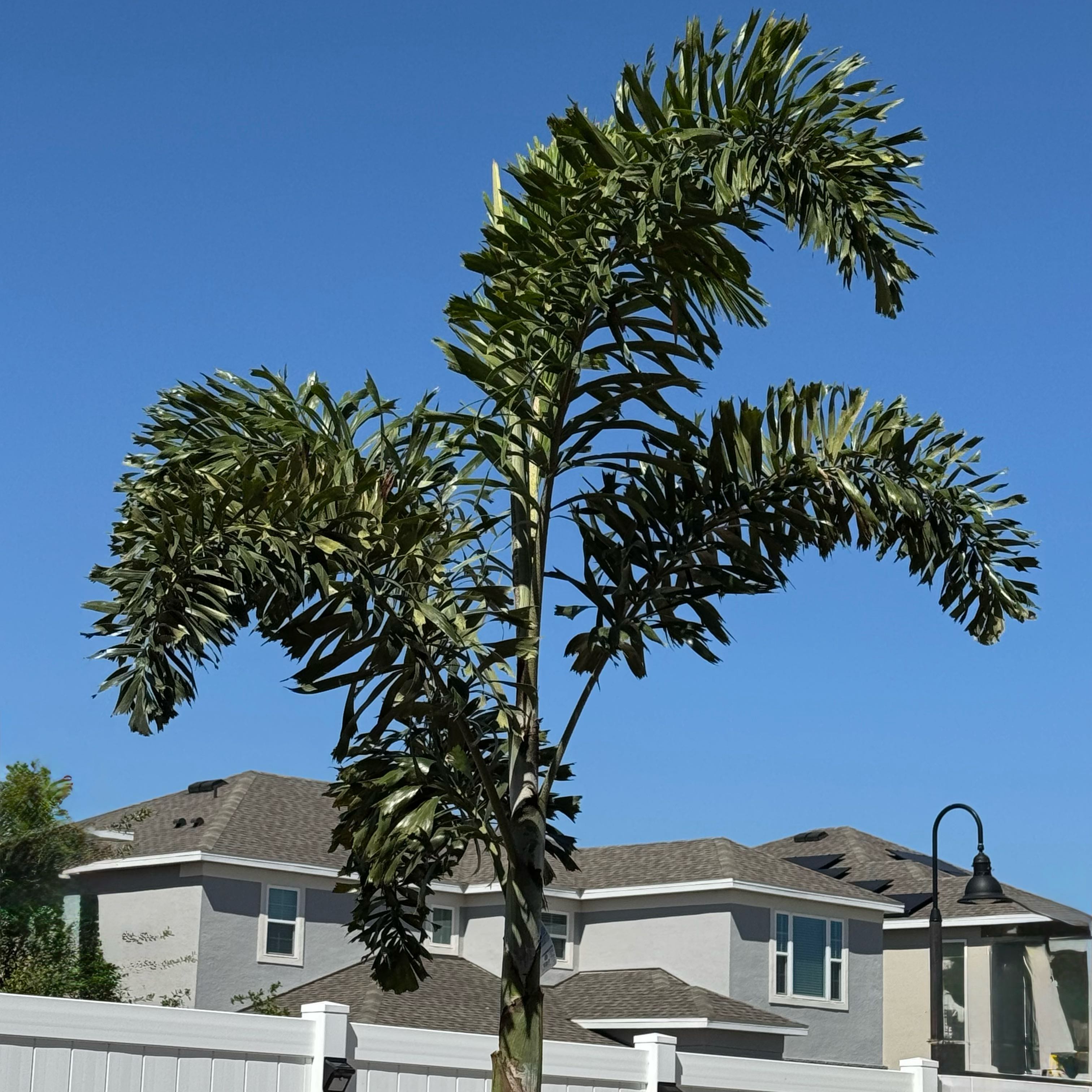 Photo of the plant species Wodyetia by @TopAmianthium97 named Marley on Greg, the plant care app