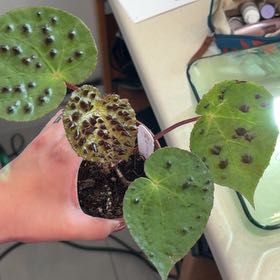 Photo of the plant species Begonia Ferox by @MayaPapaya2112 named Bowser on Greg, the plant care app