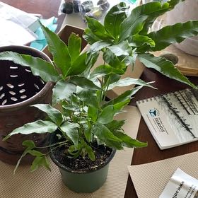 Photo of the plant species Pteris Fern by @GaietyJicaro9 named Stella on Greg, the plant care app