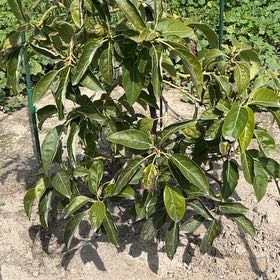 Photo of the plant species Fuerte Avocado by @JollySoftarnica named Sahara on Greg, the plant care app