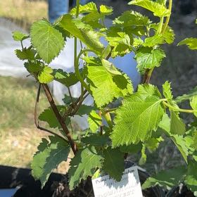 Photo of the plant species Thornless Blackberry by @TrustfulRuby named Sigmund on Greg, the plant care app