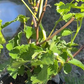 Photo of the plant species Thornless Blackberry by @TrustfulRuby named Nemo on Greg, the plant care app