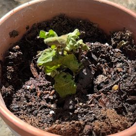 Photo of the plant species Indian Fig Tree by @TrustfulRuby named Mochi on Greg, the plant care app