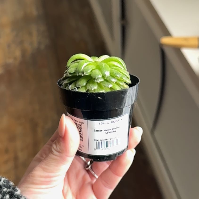 Photo of the plant species Sempervivum arachnoideum 'Stansfieldii' by @TidyHenbane84 named Stella on Greg, the plant care app