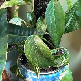 Photo of the plant species Epi Albo by @DearEverlasting named Gomez on Greg, the plant care app