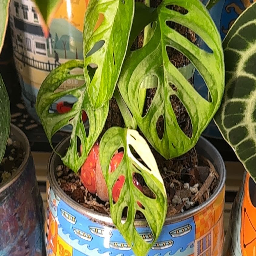 Photo of the plant species Monstera by @DearEverlasting named Sanders on Greg, the plant care app