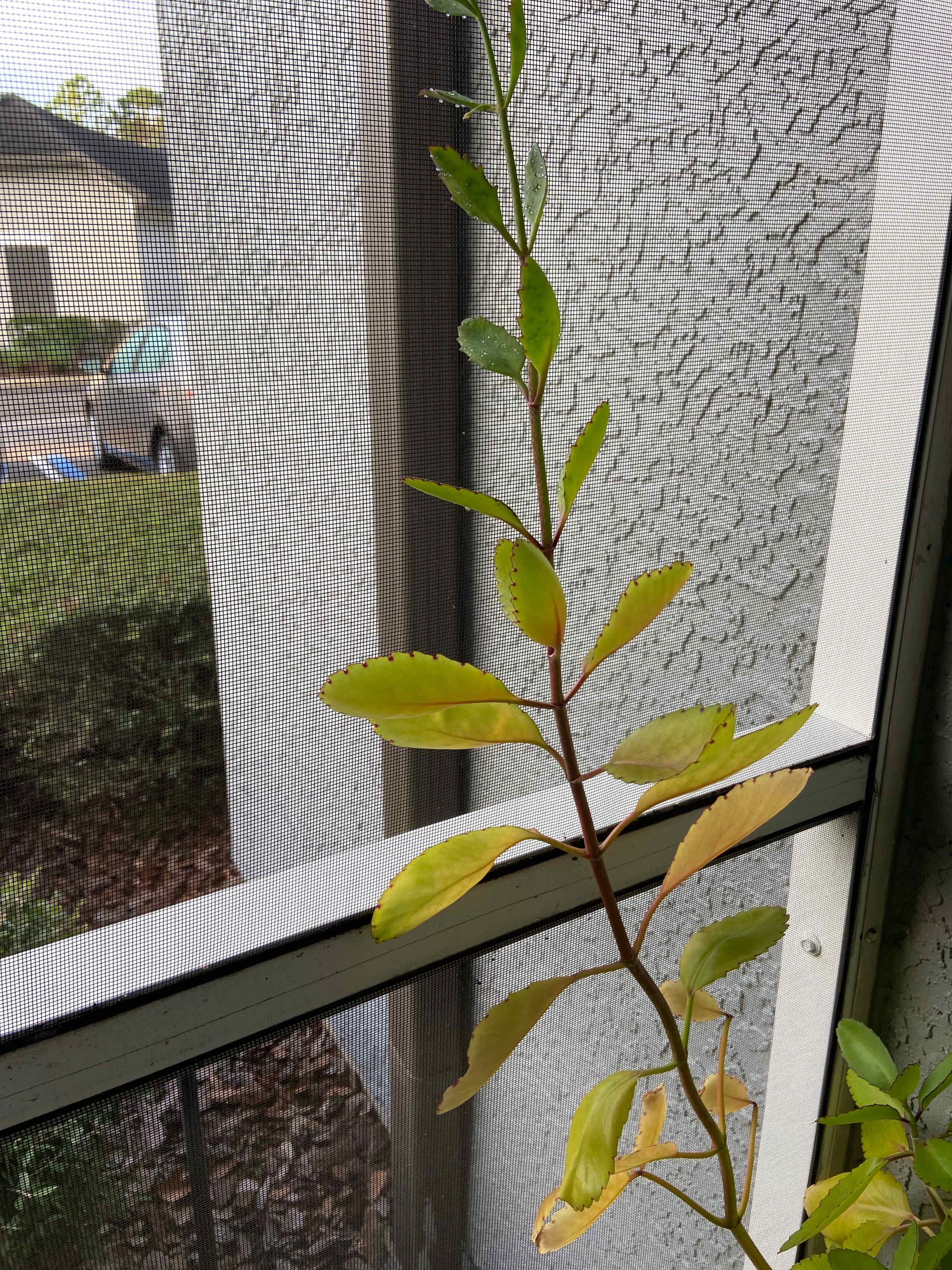 Plant care for Frosty Seablite on Greg, the plant care app