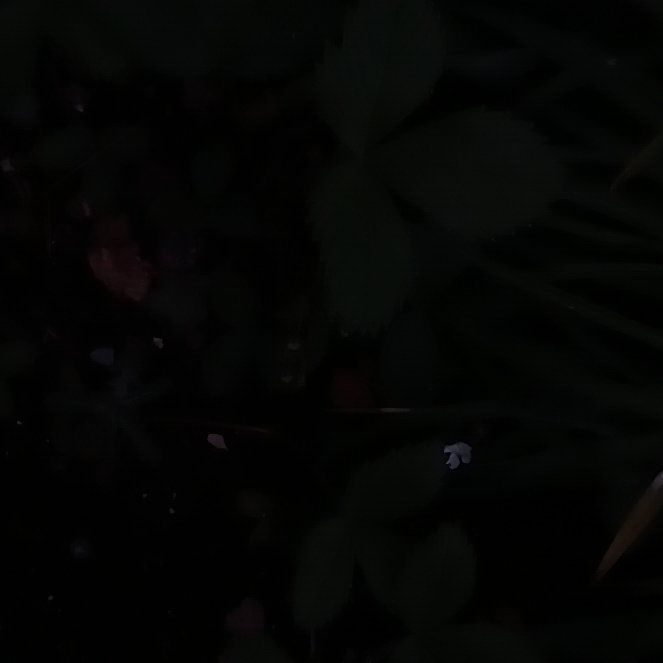 Photo of the plant species Bunchberry by @IconCatpalm42 named Leaf Erickson on Greg, the plant care app