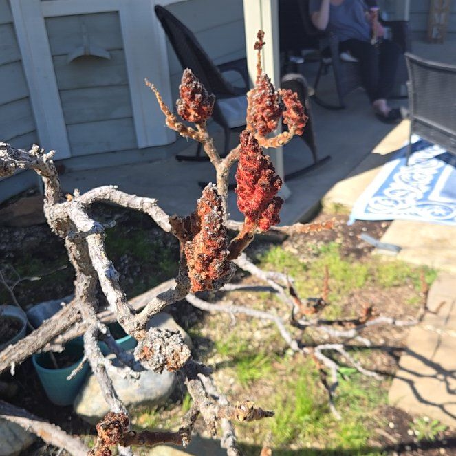 Photo of the plant species Sicilian Sumac by @WondrousCosmo named Doja Cat on Greg, the plant care app