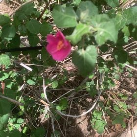 Photo of the plant species Pavonia Lasiopetala by @ProMizuna57 named Fernie Mac on Greg, the plant care app