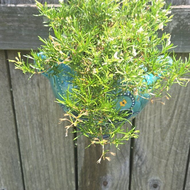 Photo of the plant species Purpleleaf Willowherb by @GourmetCaladium named Figyonce on Greg, the plant care app