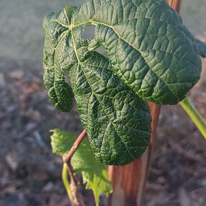 Photo of the plant species Reliance Seedless Grapes by @ProNoni47 named Gaga on Greg, the plant care app