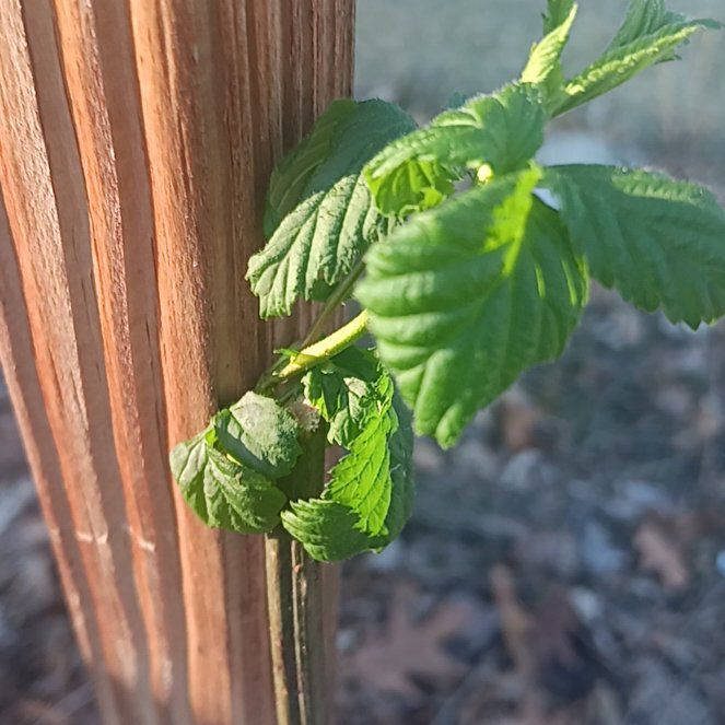 Photo of the plant species Ebony King Blackberry by @ProNoni47 named Fernie Saunders on Greg, the plant care app