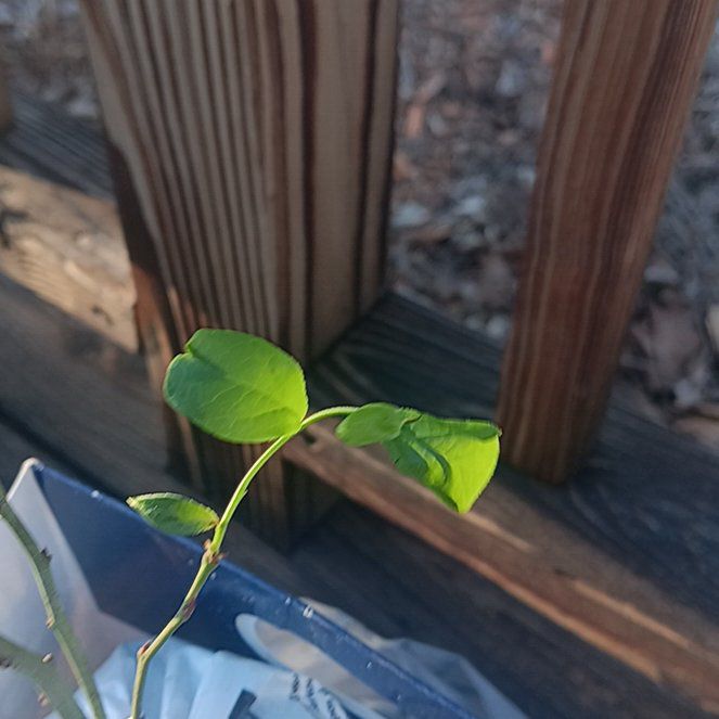 Photo of the plant species Misty Blueberry Bush by @ProNoni47 named Aristotle on Greg, the plant care app
