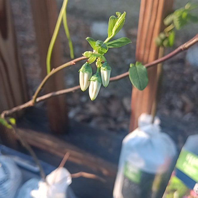 Photo of the plant species Legacy Blueberry Bush by @ProNoni47 named Orwell on Greg, the plant care app