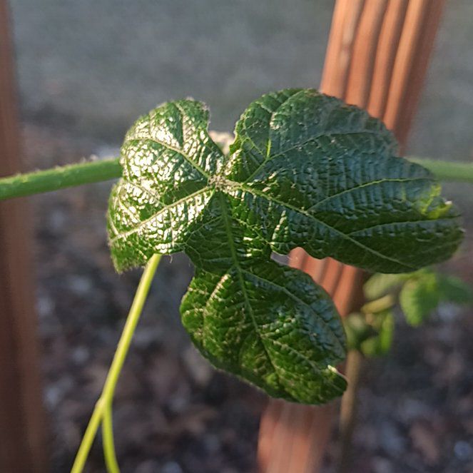 Photo of the plant species Seedless Concord Grape by @ProNoni47 named Maya on Greg, the plant care app