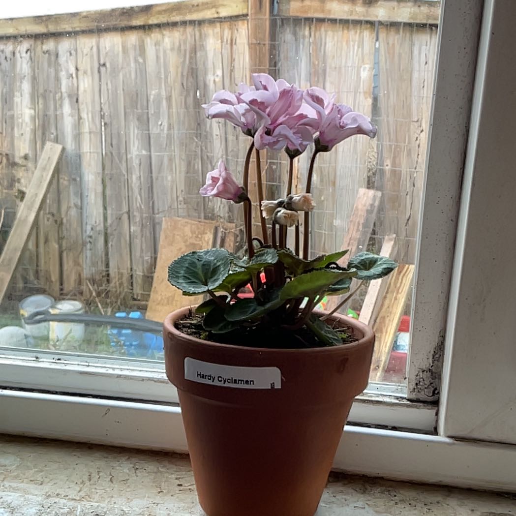 Photo of the plant species Cyclamen 'Illusia' by @TutorDandelion9 named Bethany on Greg, the plant care app