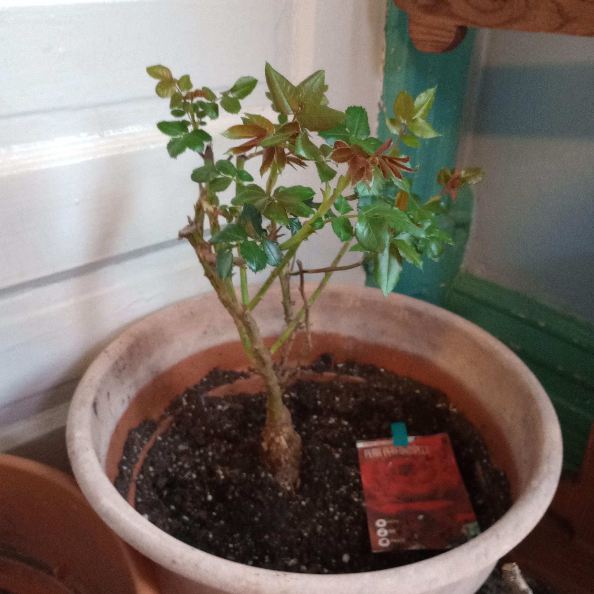 Photo of the plant species Hybrid Tea Rose by @pineapplepen named Dolores on Greg, the plant care app