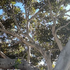 Photo of the plant species Petiolate Fig by @QuesterAirplant named Messi on Greg, the plant care app