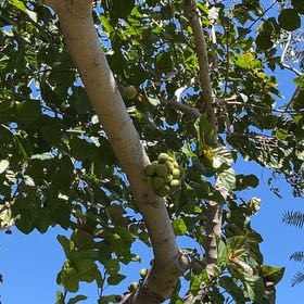 Photo of the plant species Seagrape by @QuesterAirplant named Tolkien on Greg, the plant care app