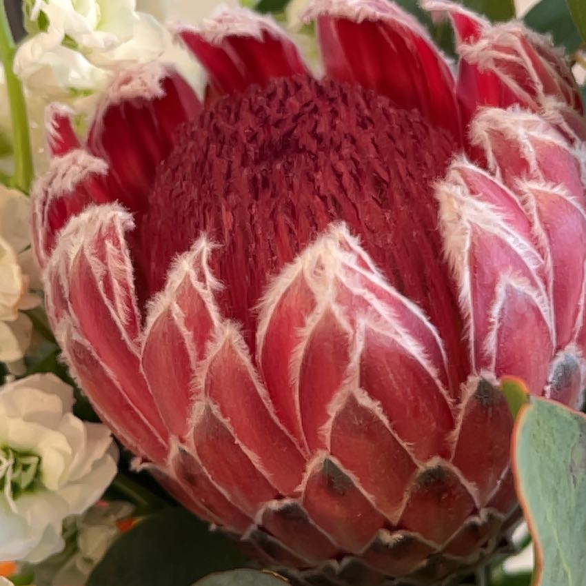 Photo of the plant species King Protea by @QuesterAirplant named ChloroPhil on Greg, the plant care app
