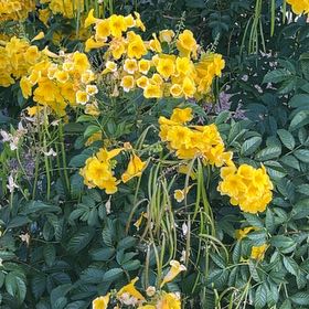 Photo of the plant species Yellow Bells by @QuesterAirplant named Robert Plant on Greg, the plant care app