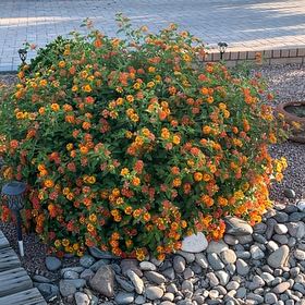 Photo of the plant species Blackeyed Susan Vine by @QuesterAirplant named Stella on Greg, the plant care app
