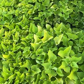 Photo of the plant species Common Water Hyacinth by @QuesterAirplant named Beyonce on Greg, the plant care app