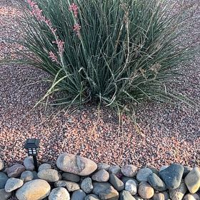 Photo of the plant species Spreading Rush by @QuesterAirplant named Gomez on Greg, the plant care app