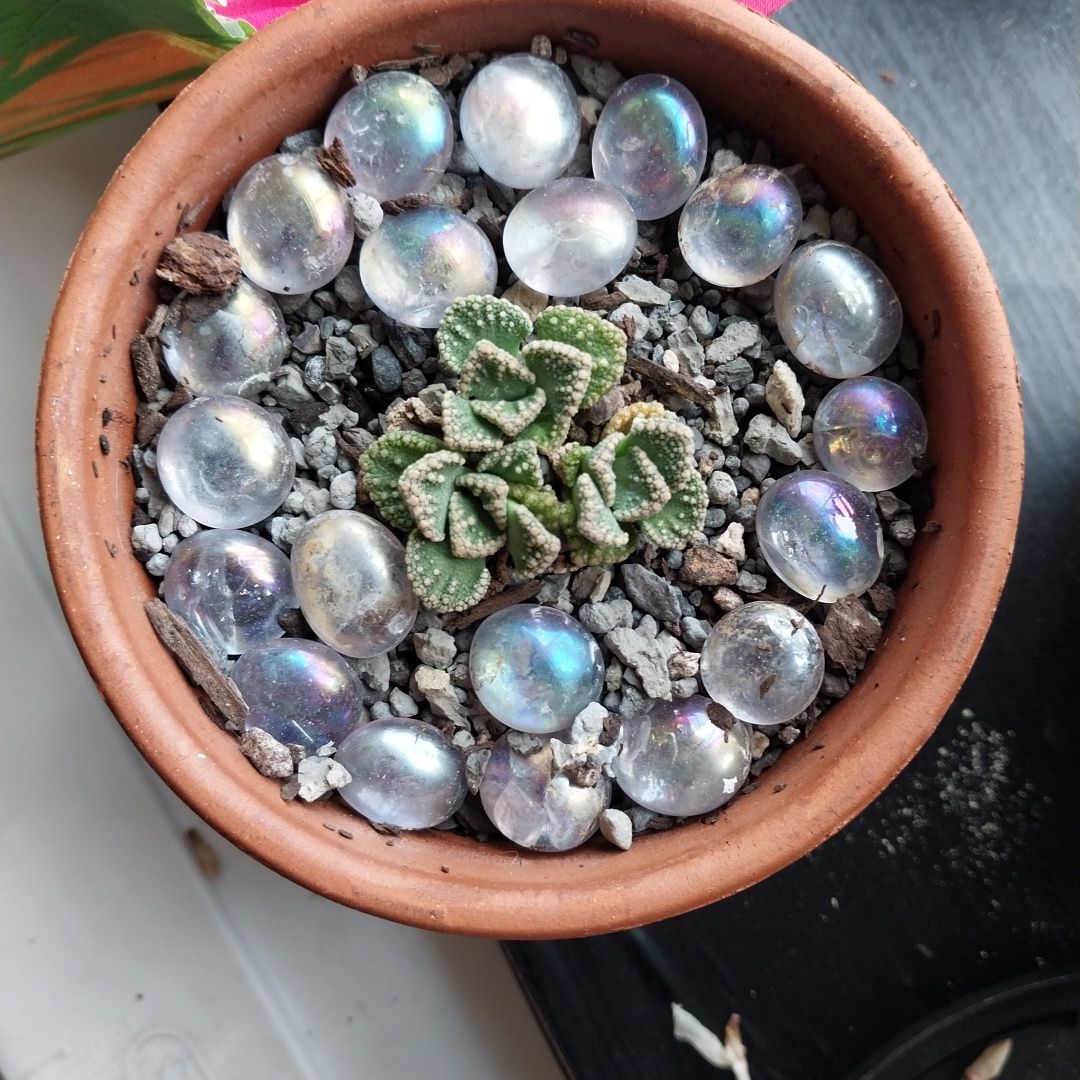 Photo of the plant species Assorted Titanopsis by @GuruSilverbeech named Bella on Greg, the plant care app