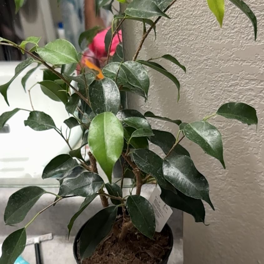Photo of the plant species Natasha Weeping Fig by @SwiftCattleya99 named Queen on Greg, the plant care app