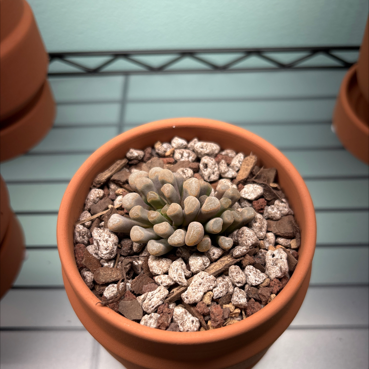 Pebble