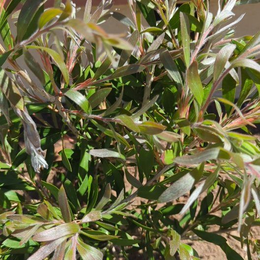 Photo of the plant species Silky Oak by @DeanKatsura78 named Bruce Lee on Greg, the plant care app
