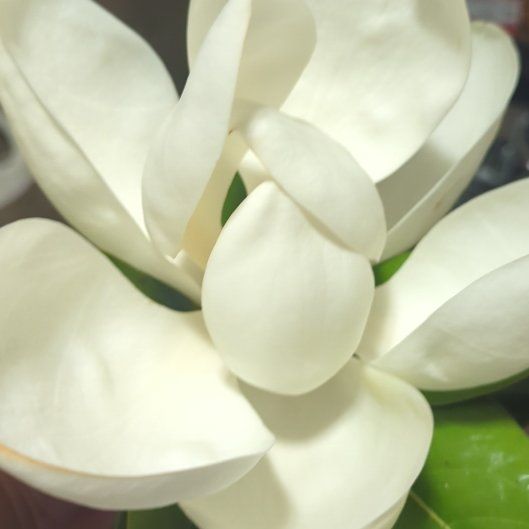 Photo of the plant species Southern Magnolia by @DeanKatsura78 named Clooney on Greg, the plant care app