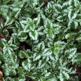 Photo of the plant species Aluminium Plant by @ShinyBluegiant named Stella on Greg, the plant care app